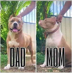 American Bully Puppies (XL)