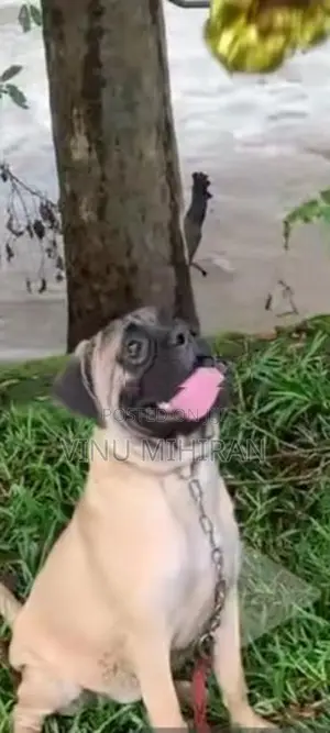 Bullmastiff