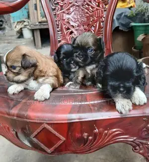 Sitzu Puppy