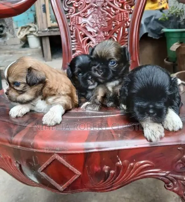 Sitzu Puppy