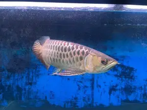 Full Helmet 24K Golden Arowana