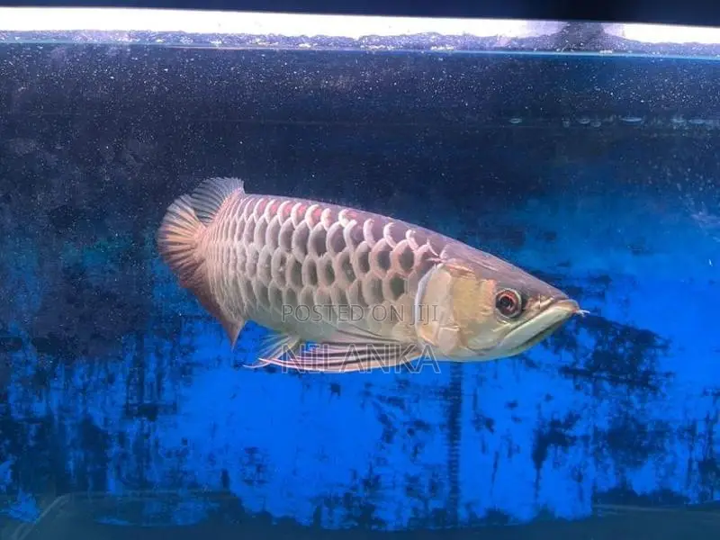 Full Helmet 24K Golden Arowana