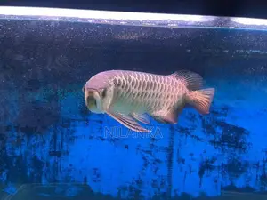 Full Helmet 24K Golden Arowana