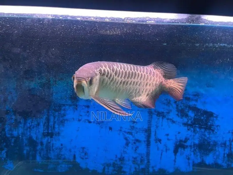 Full Helmet 24K Golden Arowana