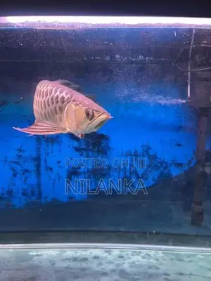 Full Helmet 24K Golden Arowana