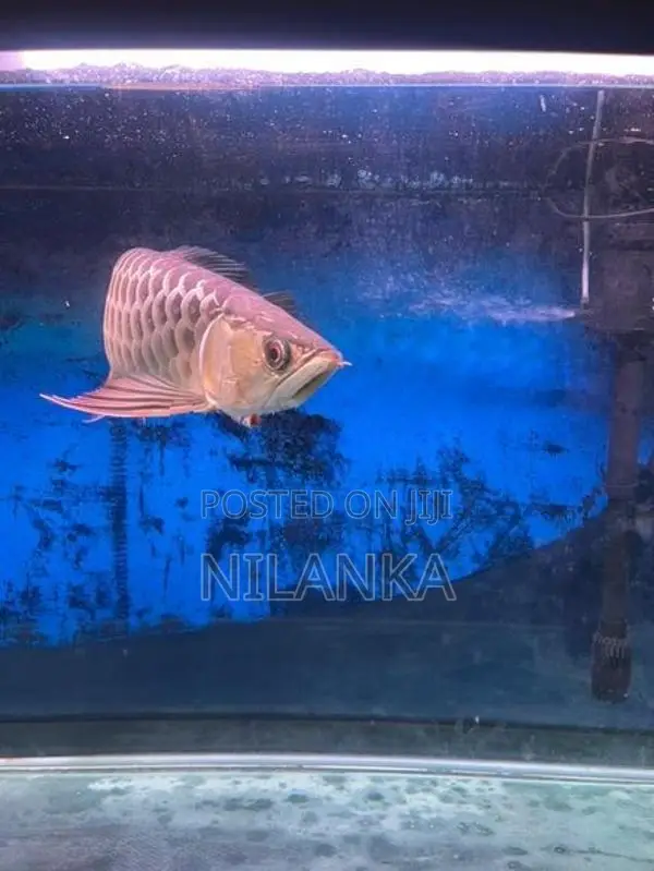 Full Helmet 24K Golden Arowana