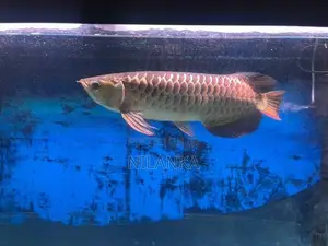 Full Helmet 24K Golden Arowana
