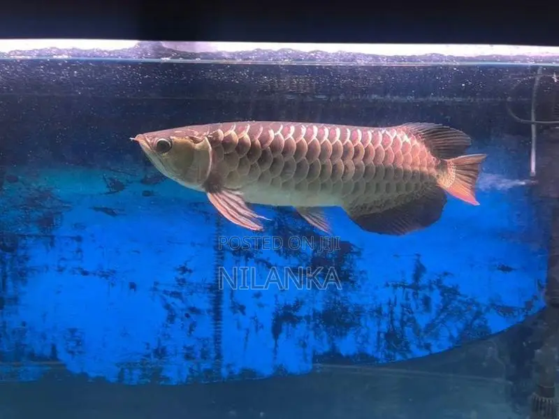 Full Helmet 24K Golden Arowana