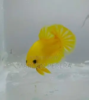 Yellow Fancy Betta Fish