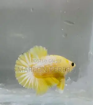 Yellow Fancy Betta Fish