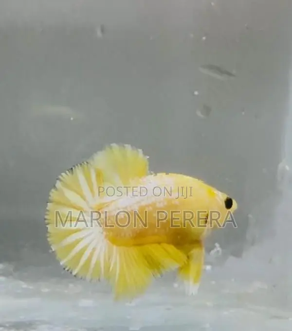 Yellow Fancy Betta Fish
