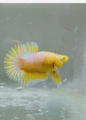 Yellow Fancy Betta Fish