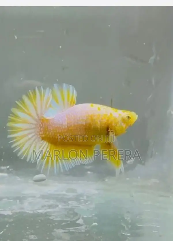 Yellow Fancy Betta Fish