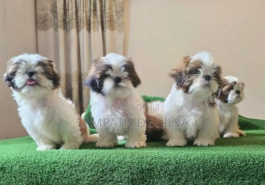 Shih Tzu Puppy
