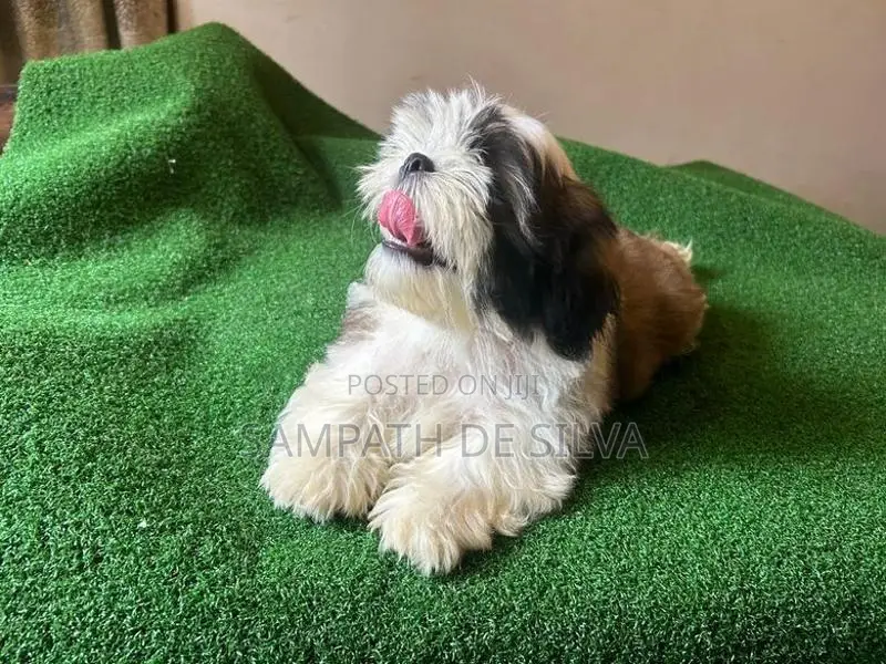 Shih Tzu Puppy