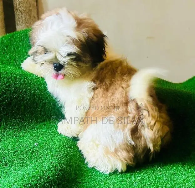Shih Tzu Puppy