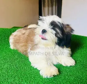 Shih Tzu Puppy