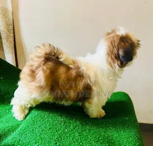 Shih Tzu Puppy
