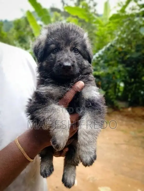 German Shepherd