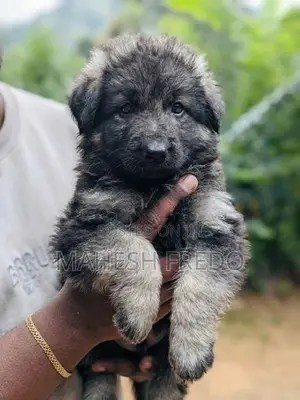 German Shepherd