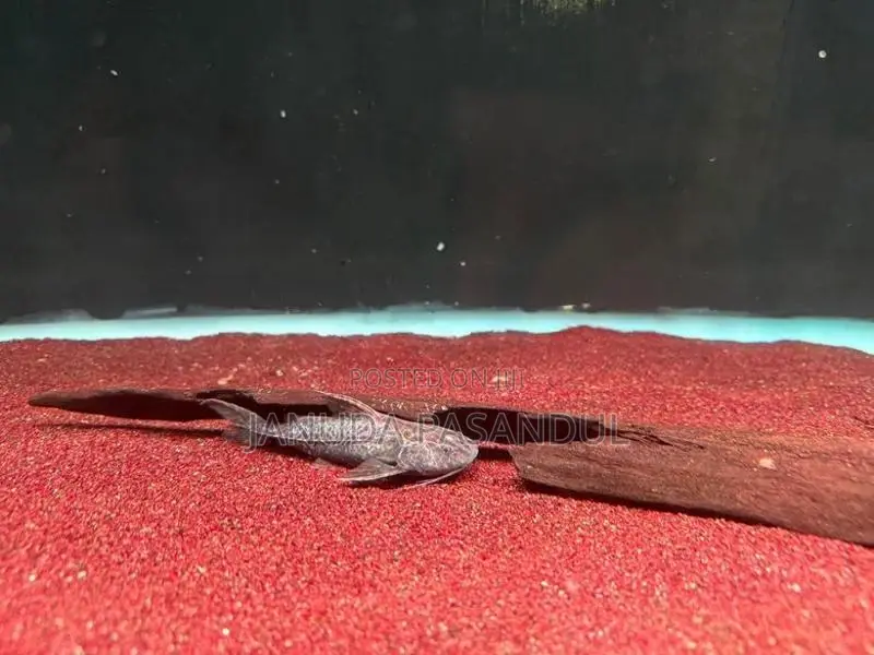 Granulated Catfish