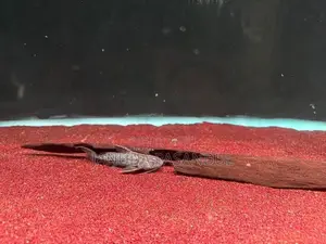 Granulated Catfish