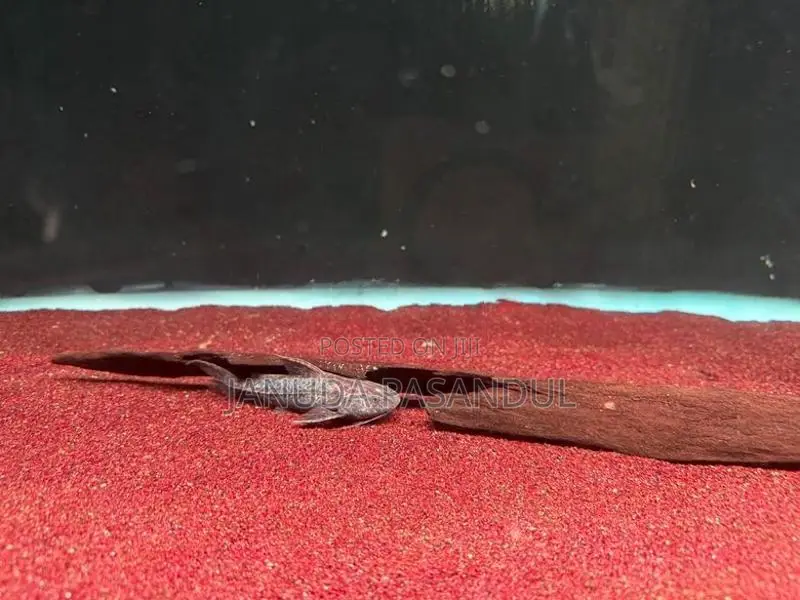 Granulated Catfish