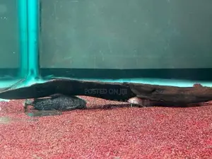 Granulated Catfish
