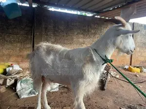 Farm Goat
