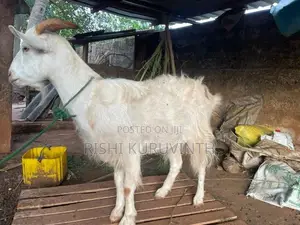 Farm Goat