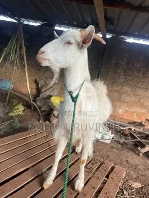 Farm Goat