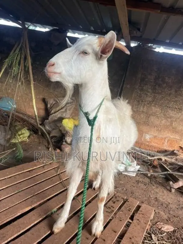 Farm Goat