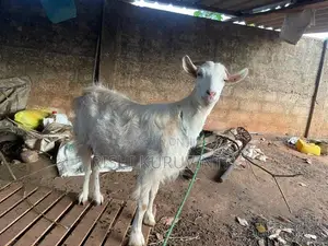 Farm Goat
