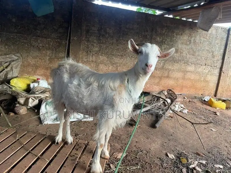 Farm Goat