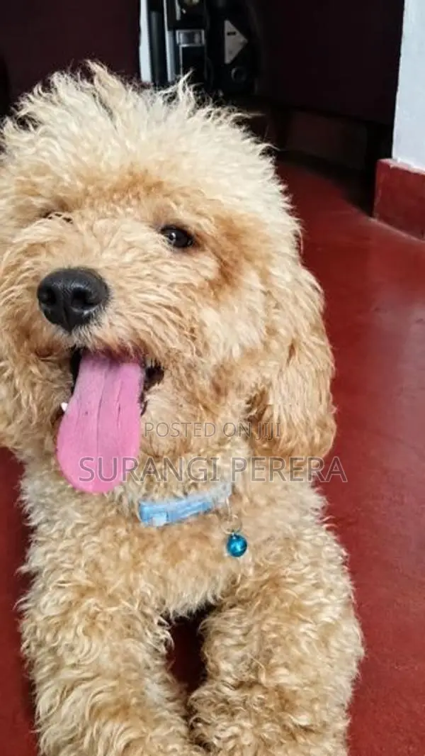 Poodle Puppy