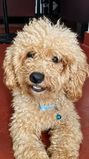 Poodle Puppy
