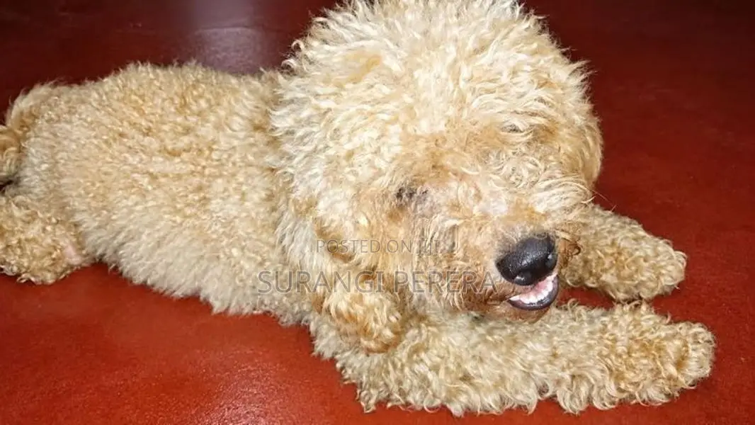 Poodle Puppy