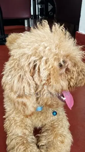 Poodle Puppy