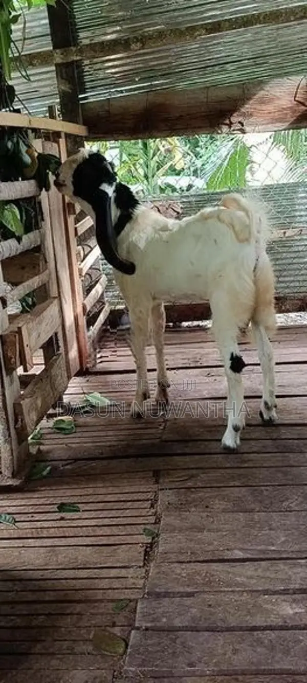 එළුවන්