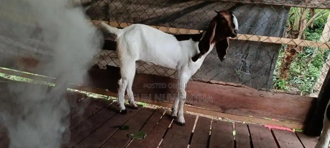 එළුවන්