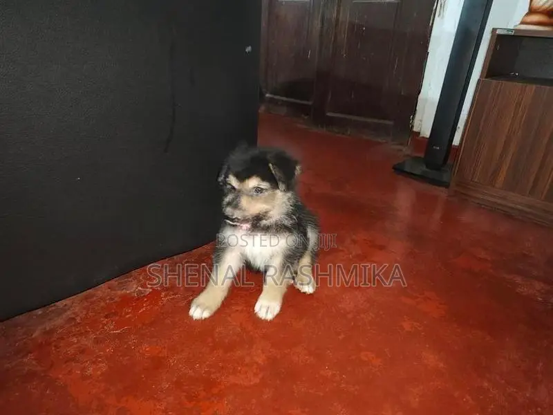 ජමන් ශපට් බලු පැටියෙක්