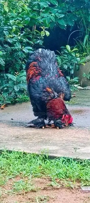 තුර්කි බ්‍රාම