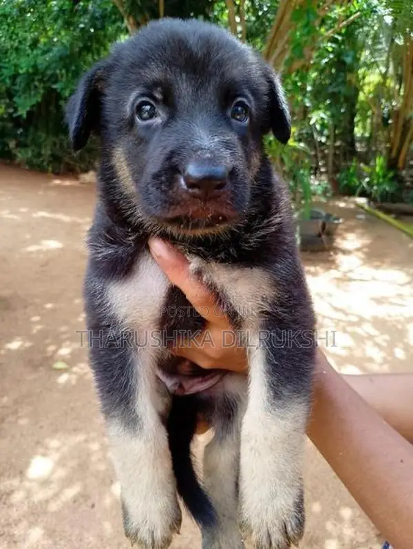 Lion Shepherd Long Coat Puppy