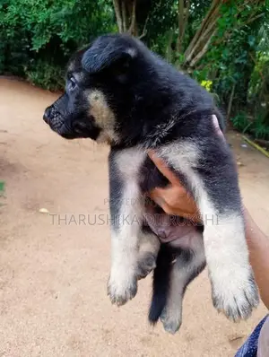 Lion Shepherd Long Coat Puppy