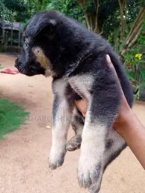 Lion Shepherd Long Coat Puppy