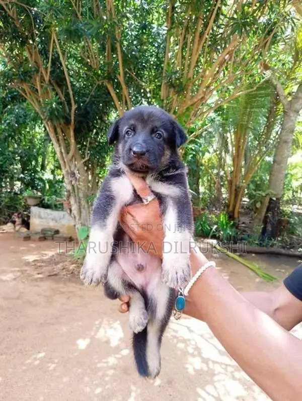 Lion Shepherd Long Coat Puppy