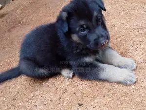 Lion Shepherd Long Coat Puppy