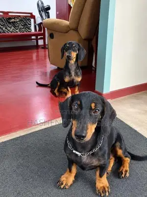 Dachshund Waragaye Balu Patawn Dedenek