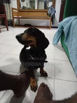 Dachshund Waragaye Balu Patawn Dedenek