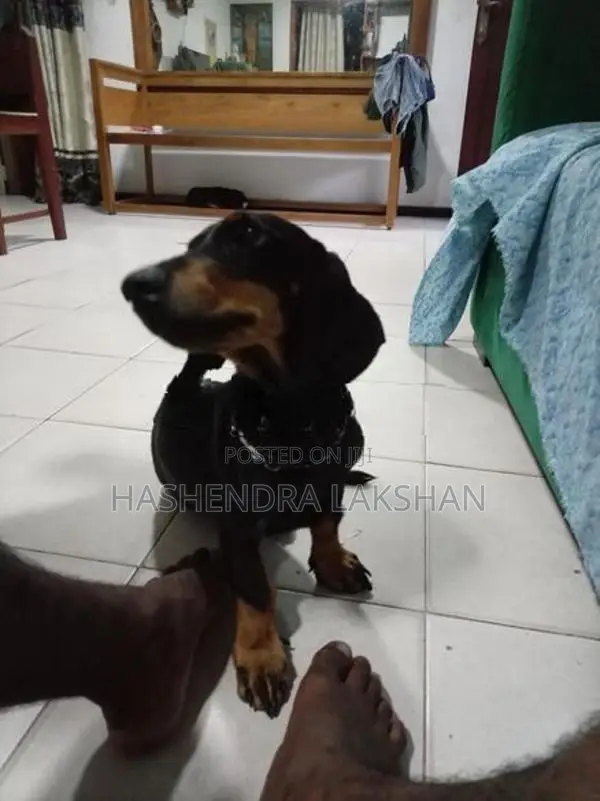 Dachshund Waragaye Balu Patawn Dedenek